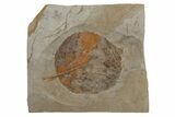 Fossil Leaf (Davidia) - Montana #215539-1